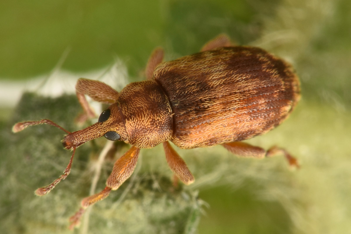 Curculionidae: Dorytomus nebulosus?  Sì !